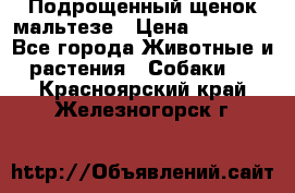 Подрощенный щенок мальтезе › Цена ­ 15 000 - Все города Животные и растения » Собаки   . Красноярский край,Железногорск г.